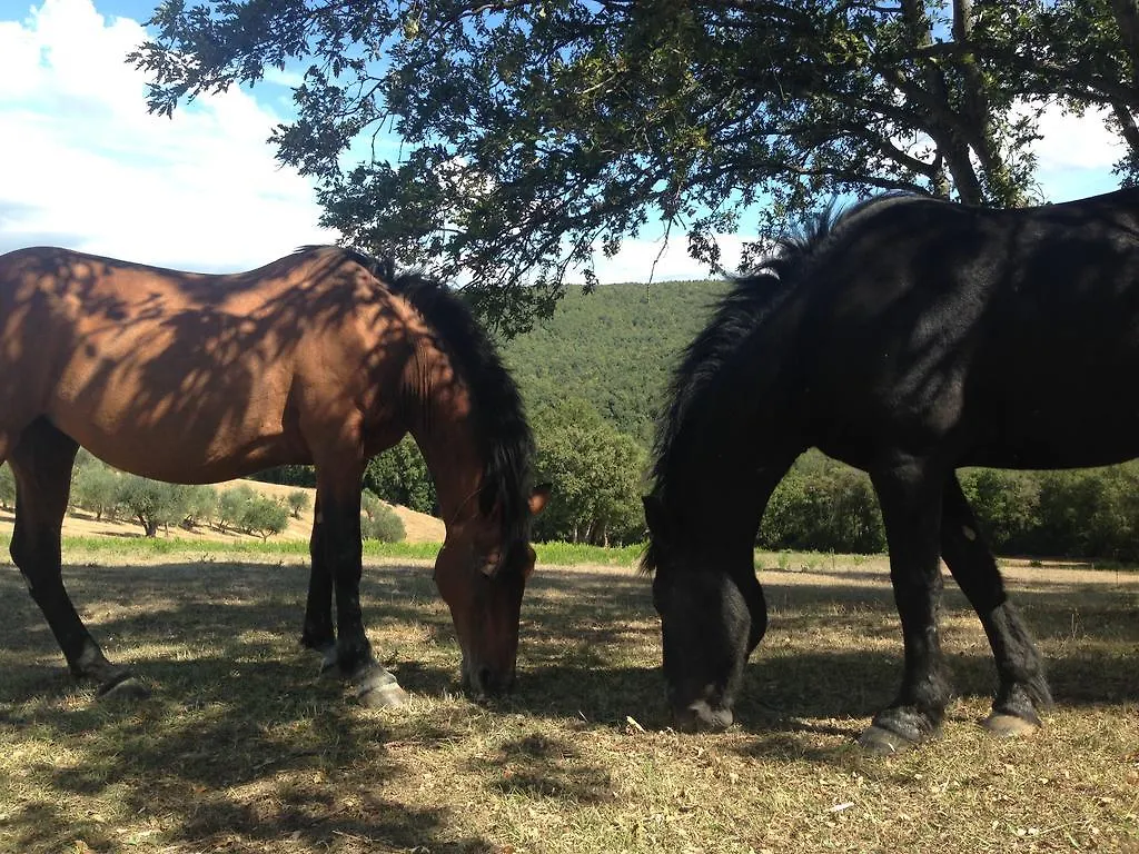 Agriturismo Colle Donatucci Castagneto Carducci 0*,  Ιταλία
